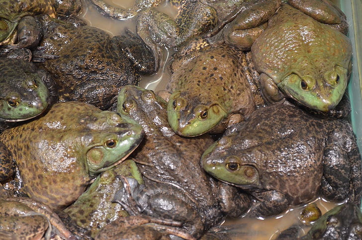 frog, frogs, amphibian, food, pet, tadpole, adult