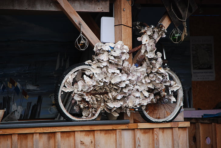 fiets, gedekt, schelpen, oesters