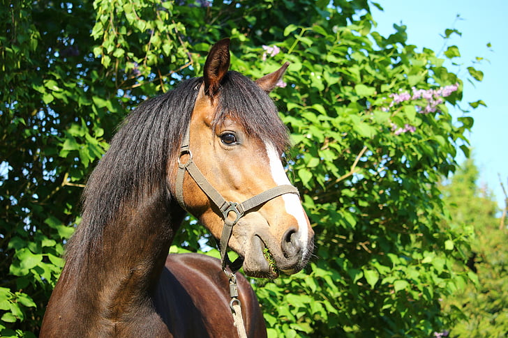 Кінь, поні, коричневий, кінської голови, портрет, Малий кінь породи, Мане