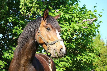 paard, pony, bruin, hoofd van het paard, Portret, klein paard ras, Mane