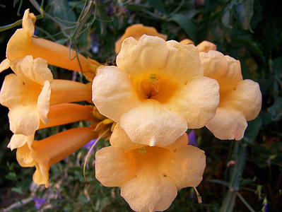 Campsis radicans, floreale, Blossom