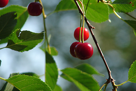Cherry, musim panas, closeup, buah, daun, alam, Makanan
