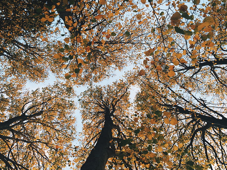 Sarı, yaprak, ağaçlar, Sonbahar, Turuncu, gökyüzü, ağaç