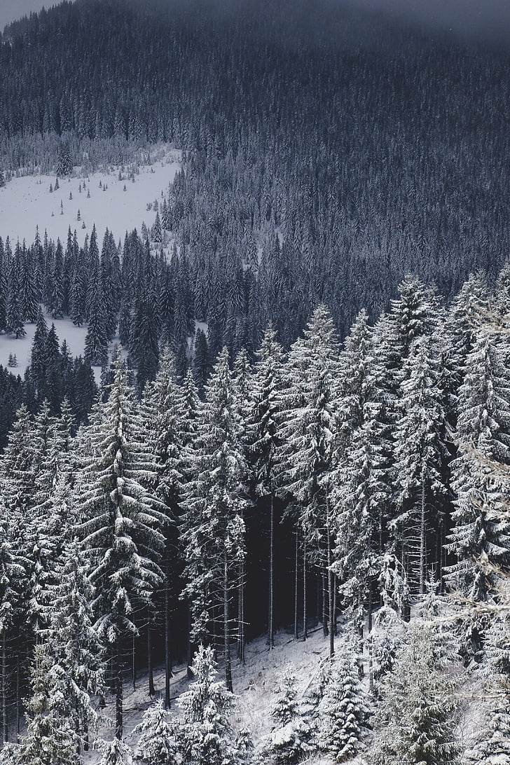 sneg, pozimi, bela, hladno, vreme, LED, dreves
