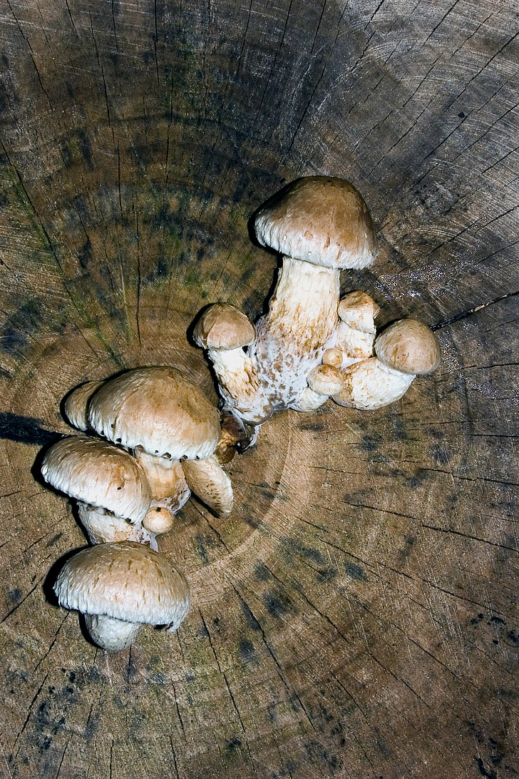 mushrooms, tree, tree fungus, tribe