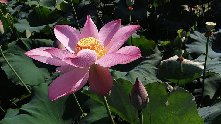 Lotus, musim panas, cuaca yang baik