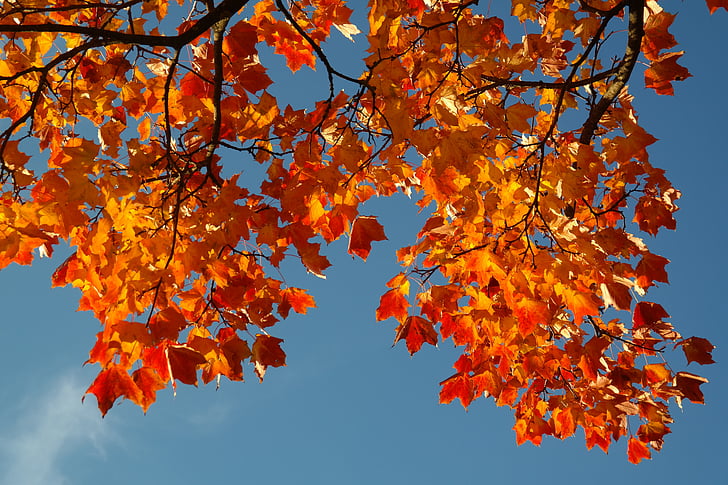 lämnar, hösten, höstfärg, gren, lönn, Acer platanoides, gul