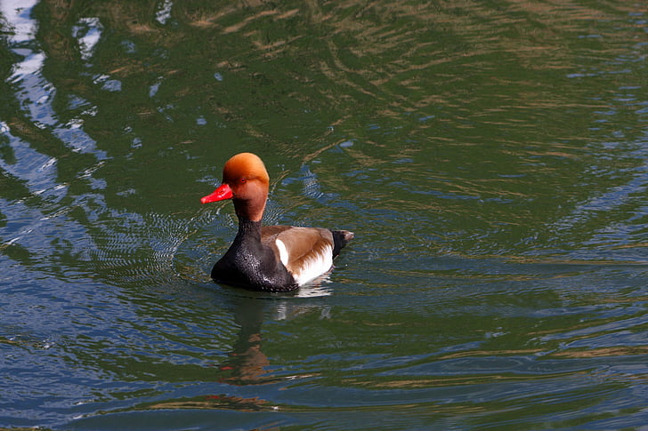 pochard, red headed pochard, duck, bird, swimming, water, animal