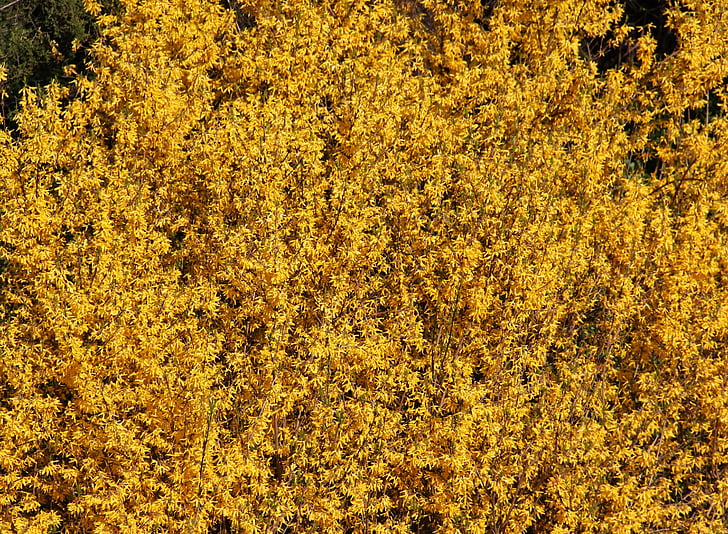 forsythienbusch, blütenmeer, v cvet, že vožnja, letni čas, forsythienstrauch, rumena
