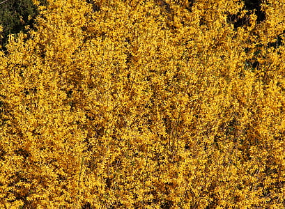 forsythienbusch, blütenmeer, in bloom, early driving, time of year, forsythienstrauch, yellow