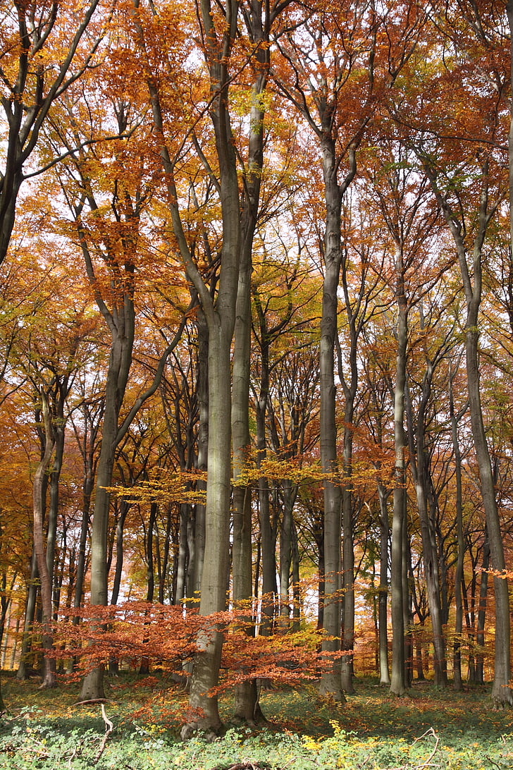 gozd, jeseni, listje, dreves, bukev, visoko