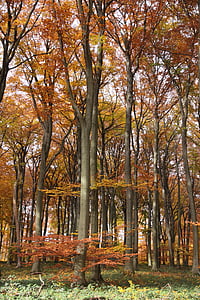 Les, podzim, listoví, stromy, buk, vysoká