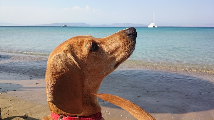 suns, pludmale, kucēns, jūra, sunītis, piemīlīgs, profils