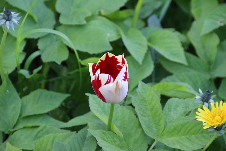 Tulipán, jaro, květ, Bloom, květiny