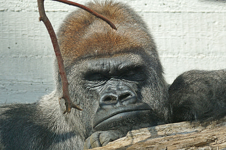 gorilla, Silverback, drūmā, vadītājs, primāts, savvaļas dzīvnieki, dzīvnieku