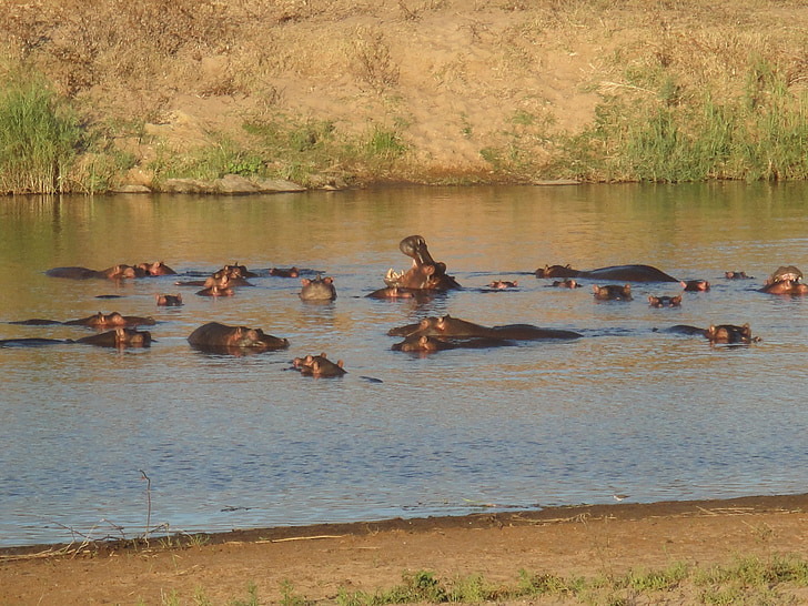 Hippo, begemotas, vandens, Afrika, sunku