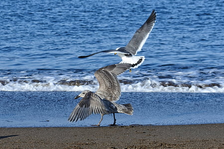 zvíře, Já?, pláž, vlna, Sea gull, Racek, mladý pták