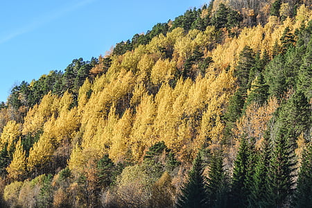 miško, rudenį, kraštovaizdžio, medis, parkas, lapai, sezono metu