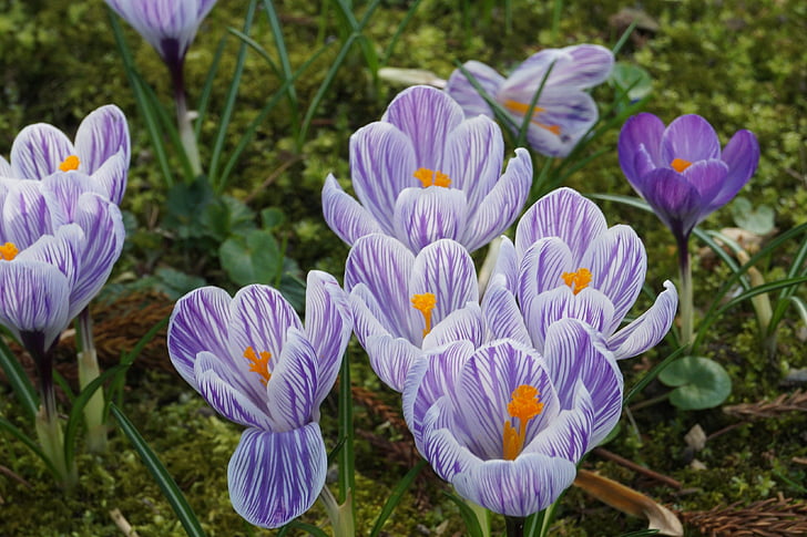 fiori, primavera, pianta, natura, Bloom