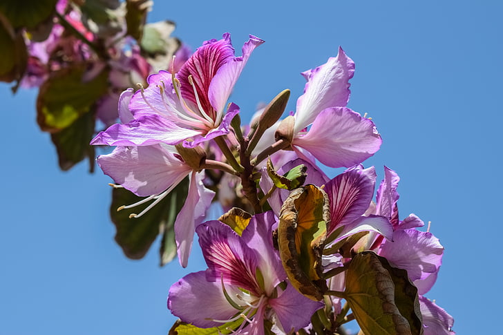 bunga, Benang Sari, pohon, Blossom, alam, mekar, ungu