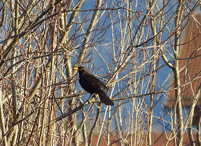 Blackbird, linnud, lind, talvel, Songbird