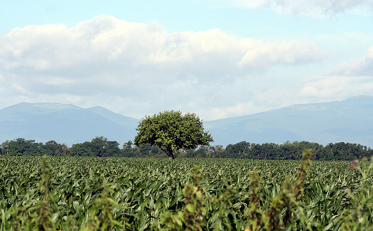 дерево, Кукурудза, небо, Вогези, Природа, Ельзас, Франція