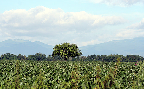drzewo, kukurydza, niebo, Wogezy, Natura, Alzacja, Francja