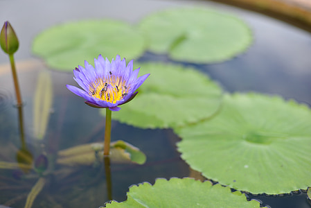 Vodní lilie, Lotus, květ, květiny, Lily podložky, rybník, vodní rostliny
