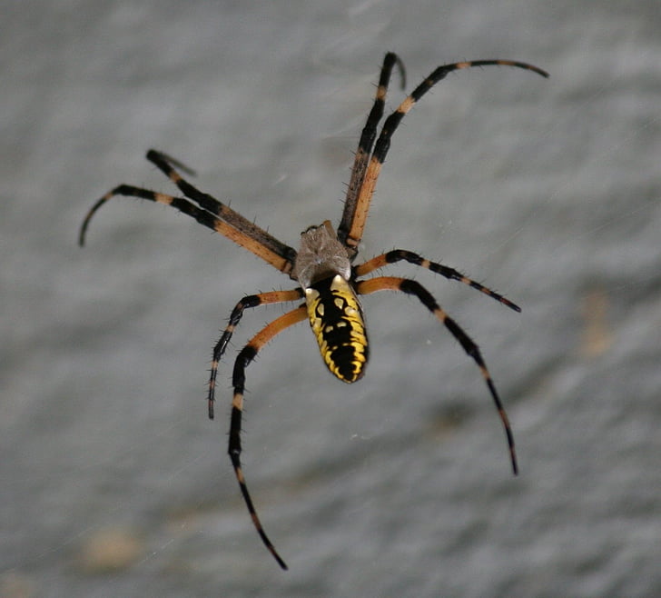 păianjen, galben, negru, păianjen aurantico, arahnide, Web, insectă