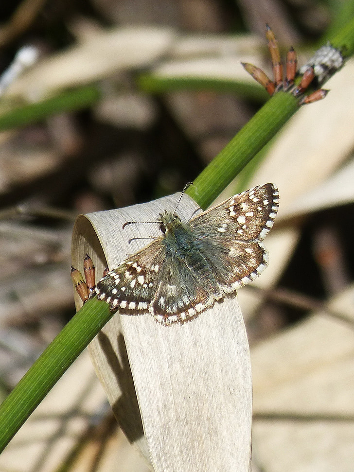 седой armoricanus, бабочка, Мерле, Седеющий
