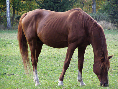 dier, paard, bruin paard, grazende paard