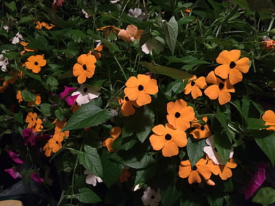 black eyed susan vine, orange flowers, garden, vine, black-eyed, bloom, orange