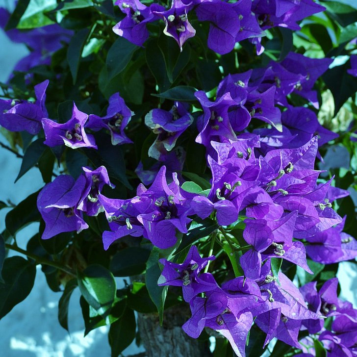 bougainvillea, purple, flower, flowering shrub, garden, summer, beautiful