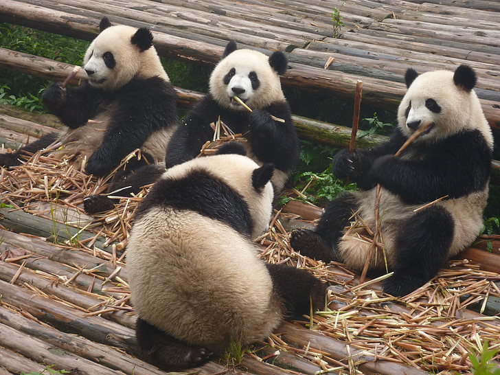 pandos, Giant panda, lokys, Mažoji panda, zoologijos sodas, Gamta