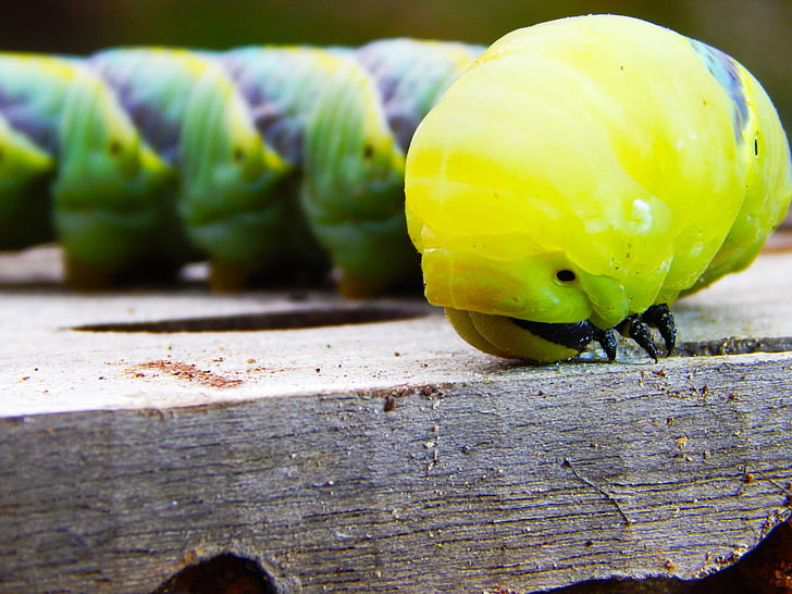 Caterpillar, mariposa, verde, azul, amarillo, madera, primavera