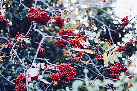 rowan berries, berries, red, bush, shrubs