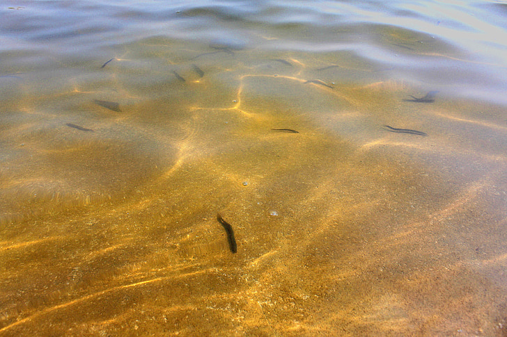 pond, water, loach, wave optics, ripple, crystal clear, fish