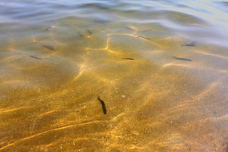 Estany, l'aigua, oblonga, òptica d'ona, ondulació, clar, peix
