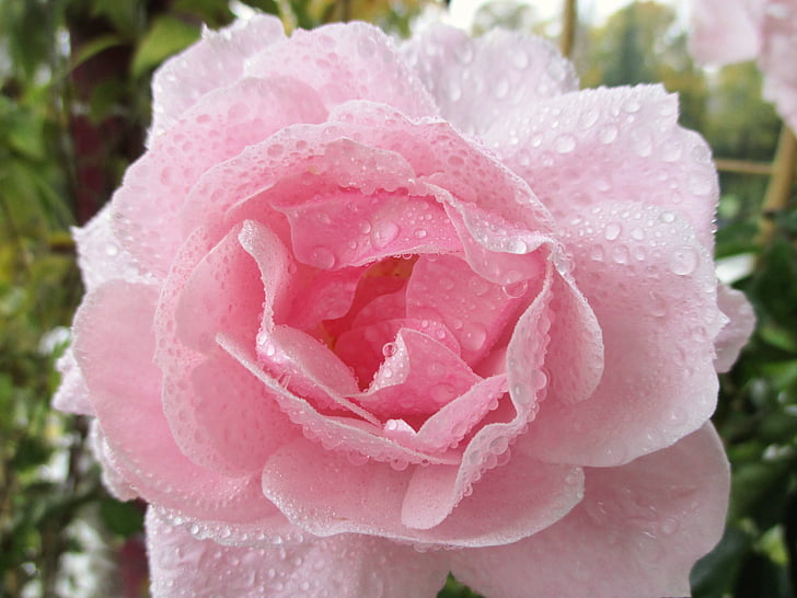 Rožė, rožės žydi, Kvepalų, grožio, lietaus karoliukai, šviesi rausva, konkurso