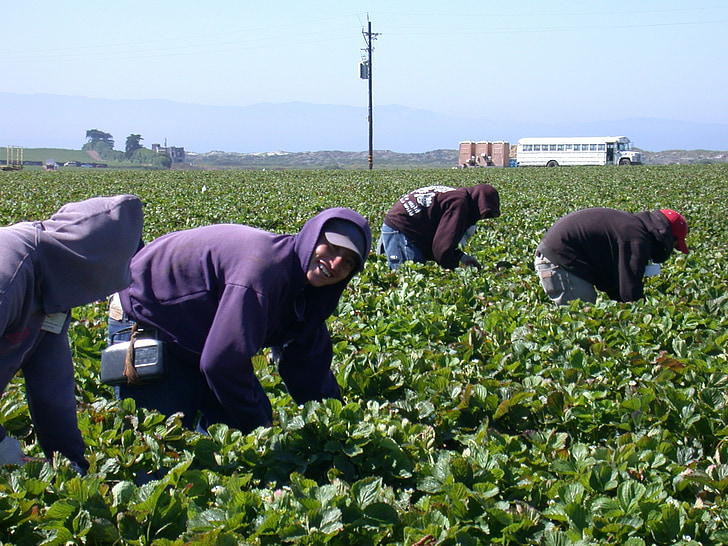 ingathering, strawberry, hardwork, field, farm, latinos, workers