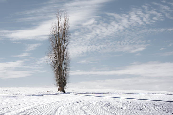 poplar, tree, nature, landscape, winter, snowy landscape, field