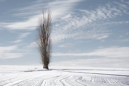 Λεύκες, δέντρο, φύση, τοπίο, Χειμώνας, χιονισμένο τοπίο, το πεδίο