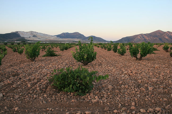 algueña, Alicante, anggur, anggur, kebun anggur, Grapevine, pertanian