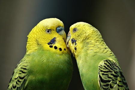 papegøyer, par, kyss, undulaten, fuglen, undulat, grønn