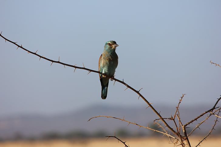 fuglen, Kenya, eksotisk fugl, Tsavo
