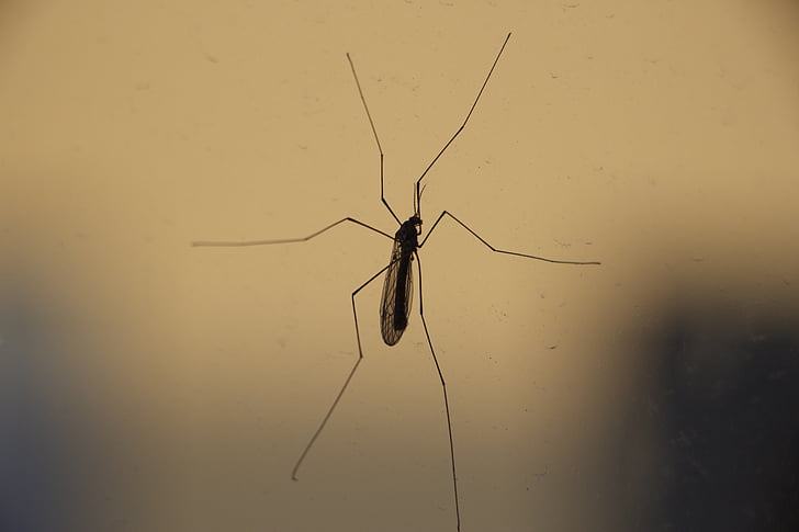 rovar, közeli kép:, bug, daru-fly, Dr-longlegs, természet, állat
