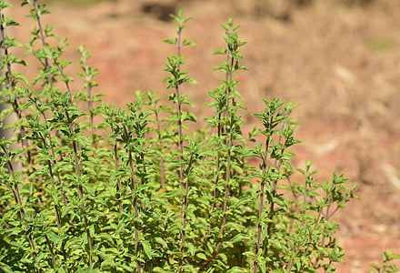 marjoram, origanum majorana, dost, lamiaceae, kitchen herb, leaves, garden spice plant