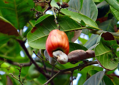Cashew frukt, nut, Mogna, frukt, röd, Indien