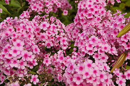 Phlox, merah muda, bunga, Cantik, farbenpracht, bunga, Flora