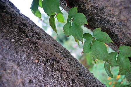 ivy, plant, creeper, nature, leaf, tree, growth